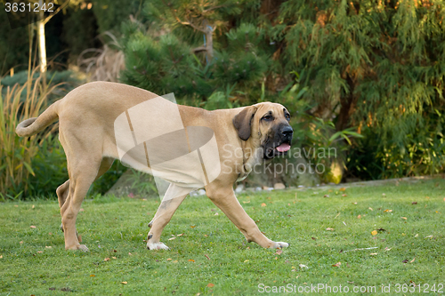 Image of female of Fila Brasileiro (Brazilian Mastiff)