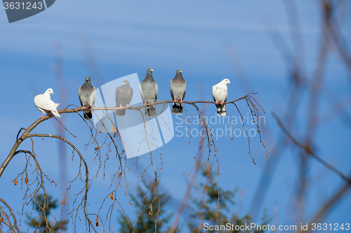 Image of pigeons sitting on the branch