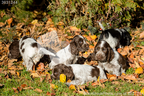 Image of English Cocker Spaniel puppies