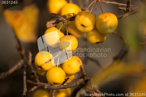 Image of yellow Crab Apples Golden Hornet