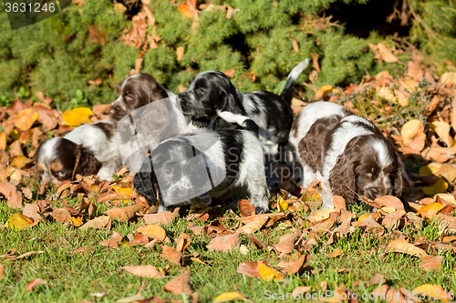 Image of English Cocker Spaniel puppies