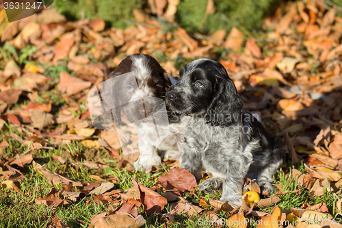 Image of English Cocker Spaniel puppies