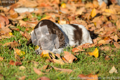 Image of English Cocker Spaniel puppy