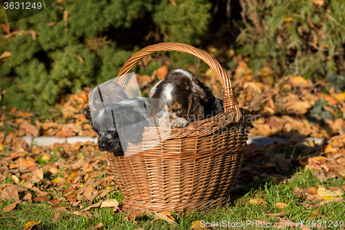 Image of English Cocker Spaniel puppy in basket