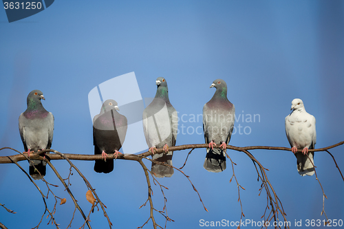 Image of pigeons sitting on the branch