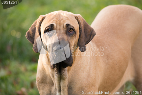 Image of female of Fila Brasileiro (Brazilian Mastiff)