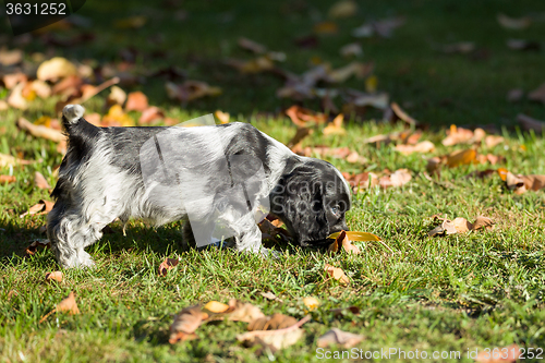 Image of English Cocker Spaniel puppy