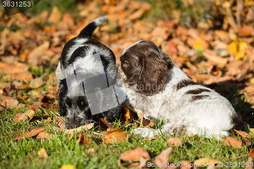 Image of English Cocker Spaniel puppies