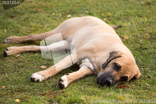 Image of female of Fila Brasileiro (Brazilian Mastiff)