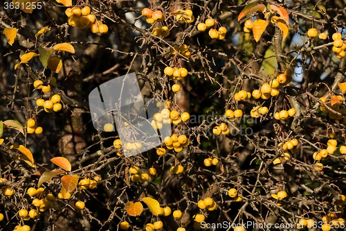 Image of yellow Crab Apples Golden Hornet