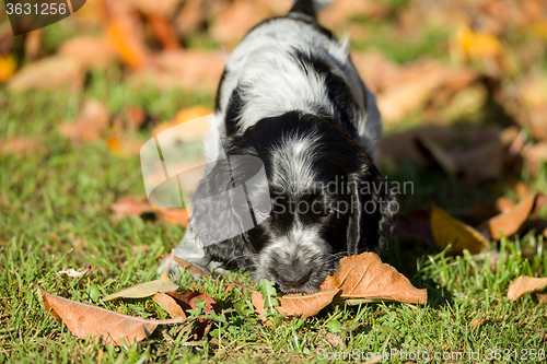 Image of English Cocker Spaniel puppy