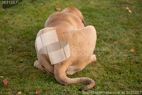 Image of female of Fila Brasileiro (Brazilian Mastiff)