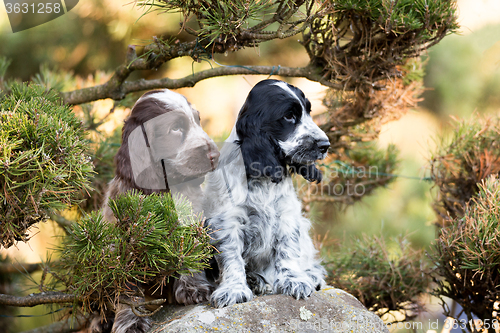 Image of English Cocker Spaniel puppy