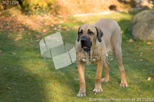 Image of female of Fila Brasileiro (Brazilian Mastiff)