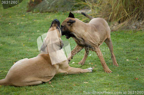 Image of two female of Fila Brasileiro (Brazilian Mastiff)