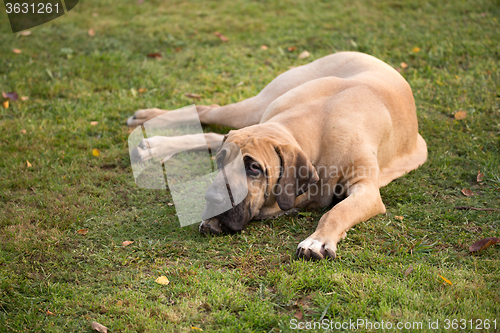 Image of female of Fila Brasileiro (Brazilian Mastiff)