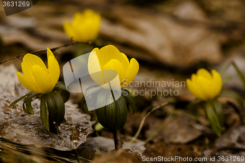 Image of winter aconites