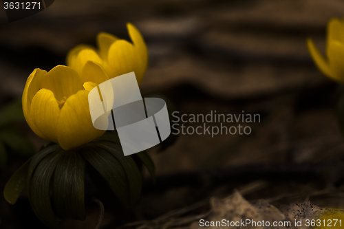 Image of winter aconites