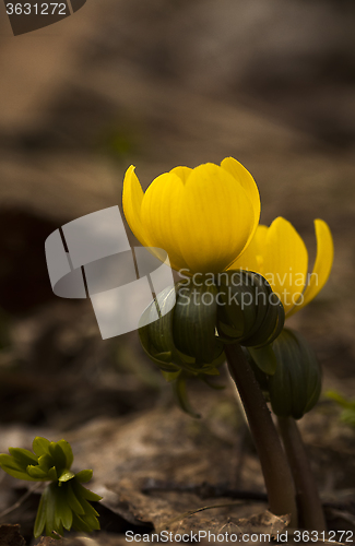 Image of winter aconite