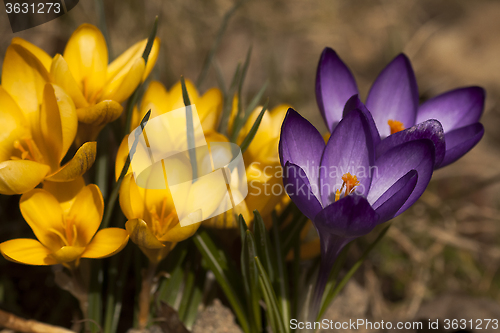 Image of crocus