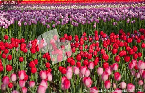 Image of colorful tulips field 