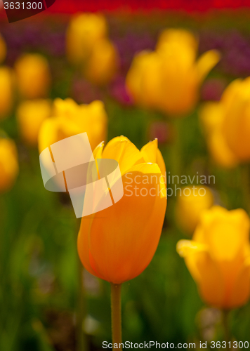 Image of colorful tulips field 