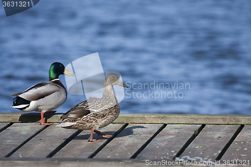 Image of pair of ducks