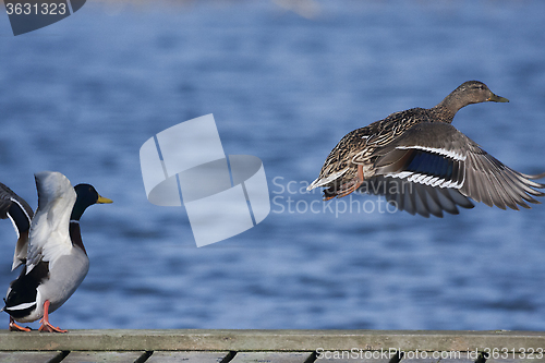 Image of take off