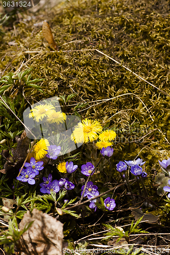 Image of spring flowers