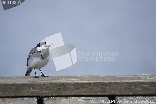 Image of white wagtail