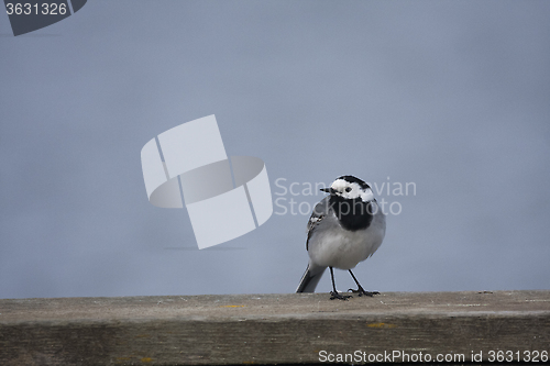 Image of white wagtail