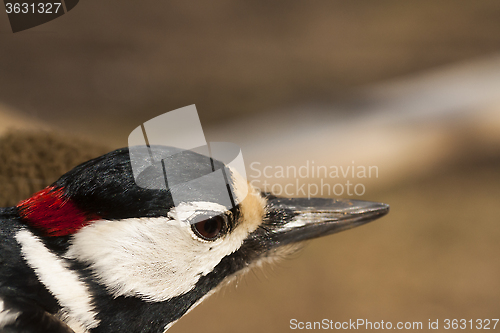 Image of greater spotted woodpecker