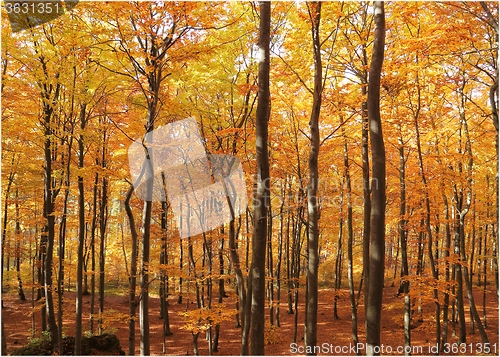 Image of Autumn forest.