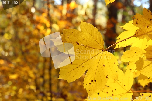 Image of Autumn leaves.