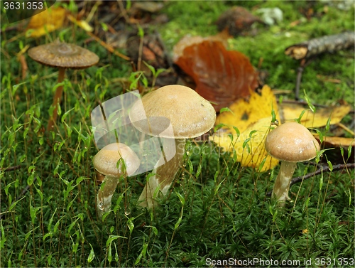 Image of Mushrooms