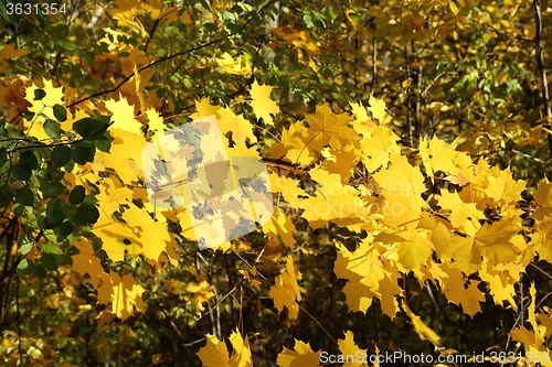 Image of Autumn leaves.