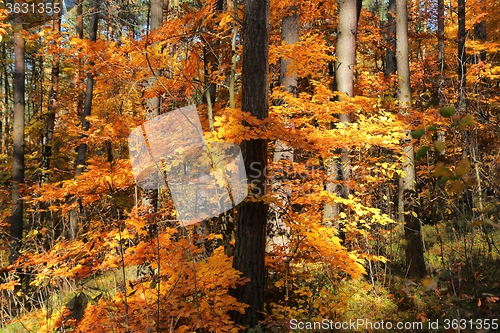 Image of Autumn forest.