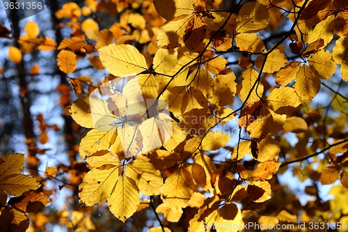 Image of Autumn leaves.