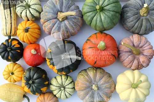 Image of Squash and pumpkins.