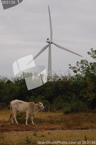 Image of cow and a windmill
