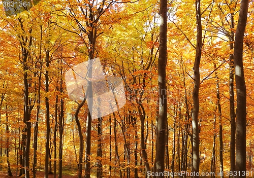 Image of Autumn forest.