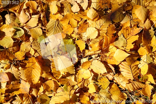 Image of Autumn leaves.