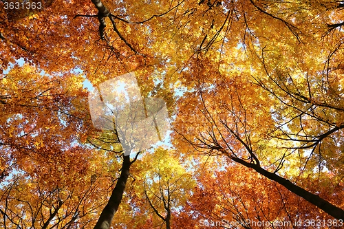 Image of Autumn forest.