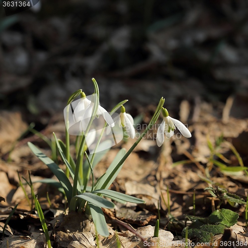 Image of Snowdrops