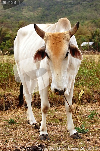 Image of cow