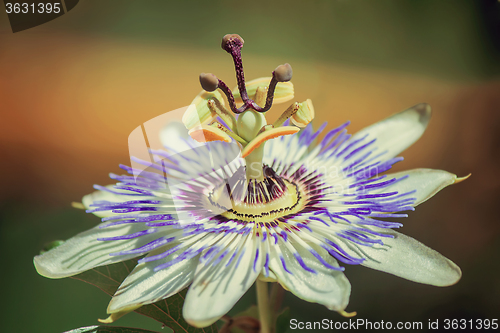 Image of Flower of Passiflora in the garden.