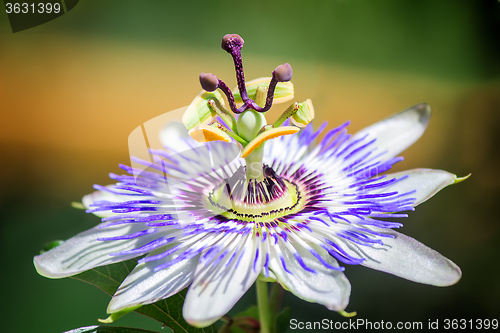 Image of Flower of Passiflora in the garden.