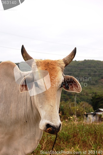Image of cow's face