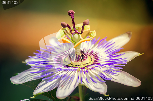 Image of Flower of Passiflora in the garden.