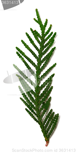 Image of Thuja branch